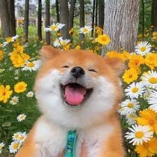 Tito Sotto avatar